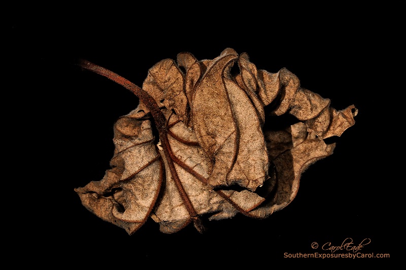 Wrinkled Beauty - ID: 14559172 © Carol Eade