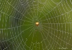 Welcome To My Web