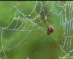 Crusty Spider