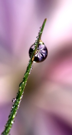Clematis Reflection In A Dew Drop