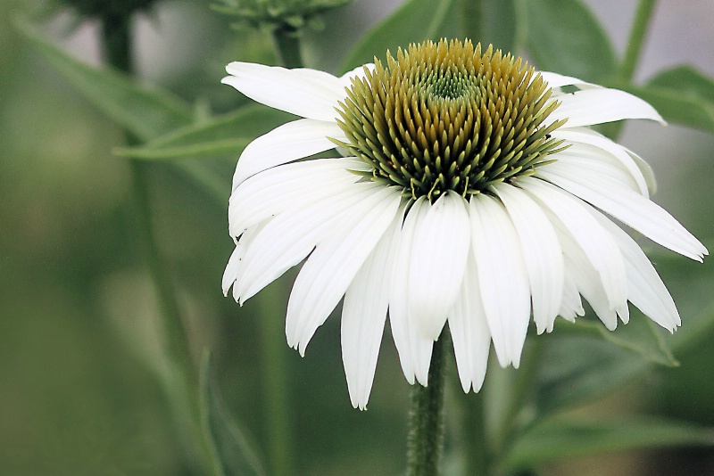 coneflower