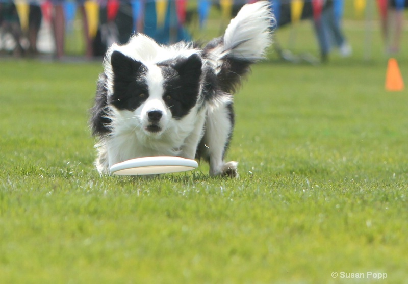 Frisbee!