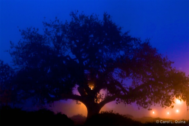 Misty Morning
