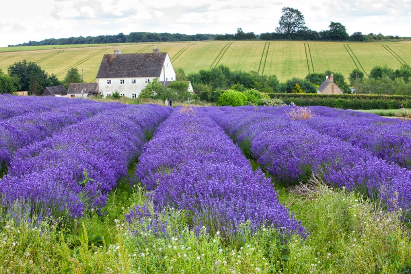 Lavender Farn