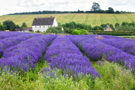 Lavender Farn