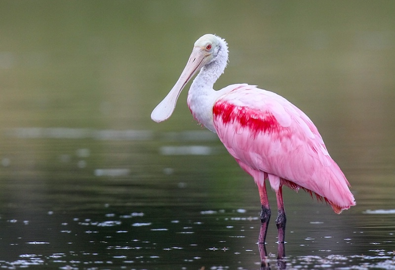 Spoonbill Standing By