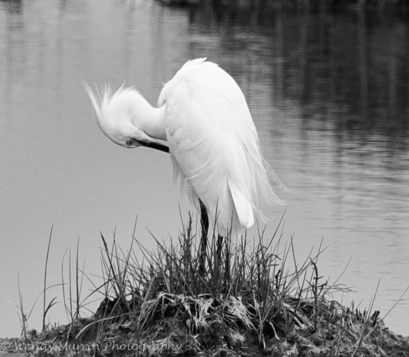 Egret in Black and White
