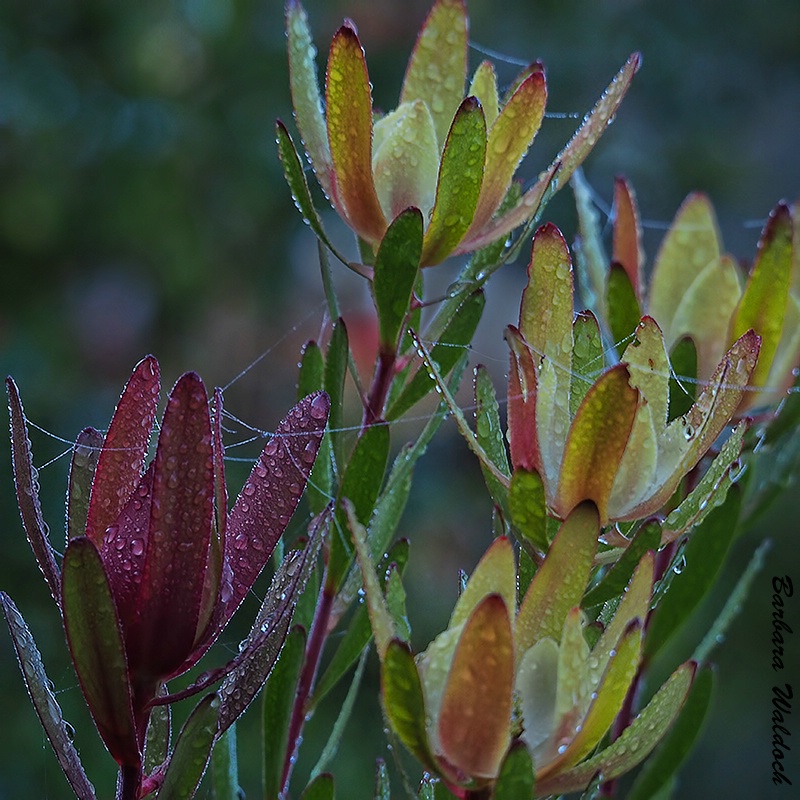 Leucadendron flowers