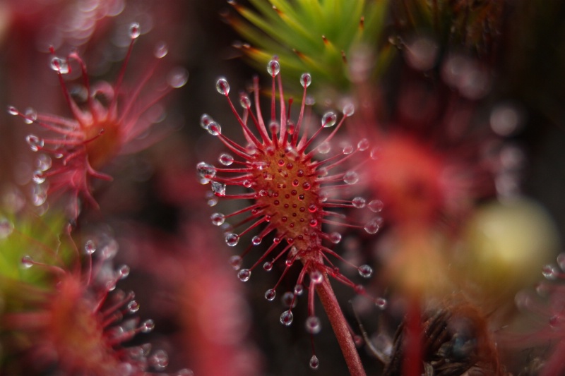 spoonleaf sundew #3