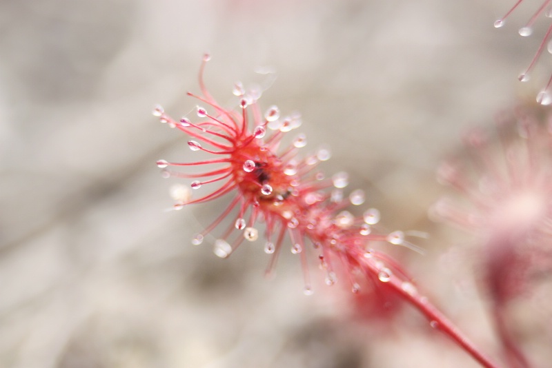 spoonleaf sundew #1