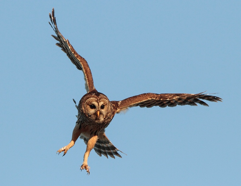 Barred Owl Straight On