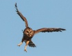Barred Owl Straig...