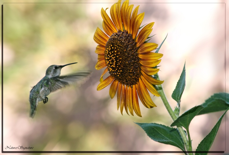 ~ Hummer & Sunflower ~ - ID: 14560524 © Trudy L. Smuin