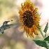 © Trudy L. Smuin PhotoID# 14560524: ~ Hummer & Sunflower ~