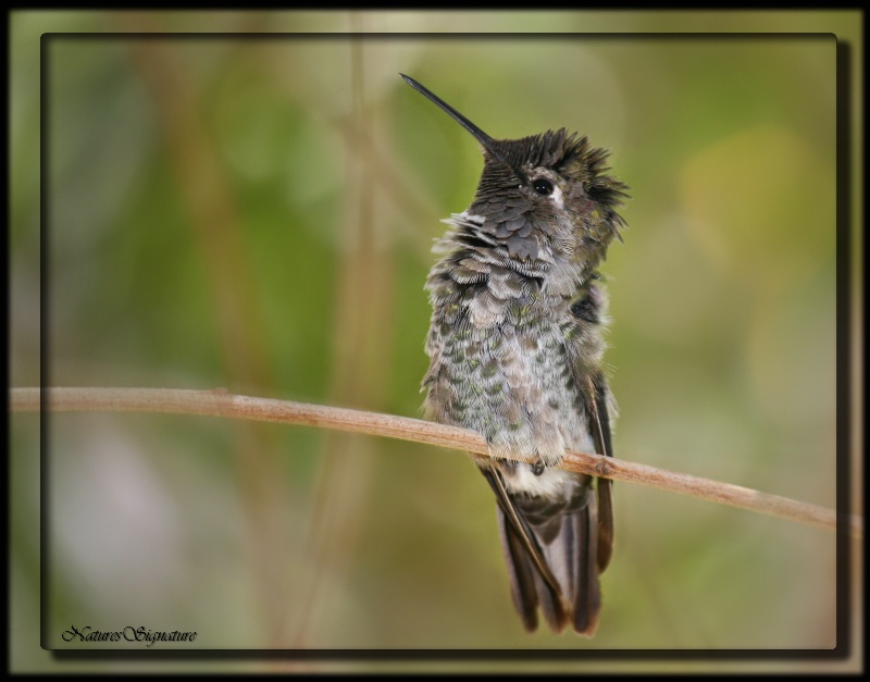 ~ Humming Bird Stop ~ - ID: 14560527 © Trudy L. Smuin