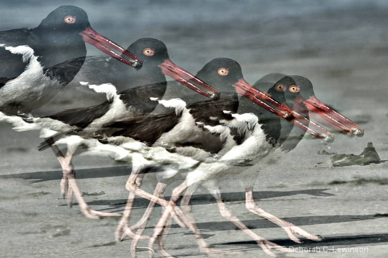 Oystercatchers on the Move - ID: 14560787 © Deborah C. Lewinson