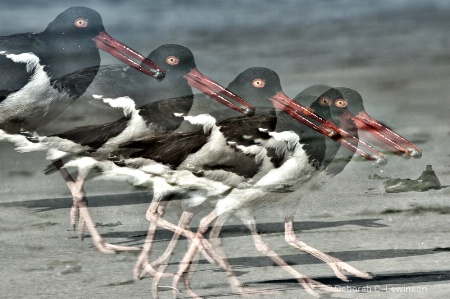 Oystercatchers on the Move