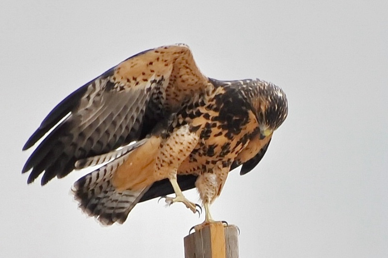 Baby Swainson's Hawk