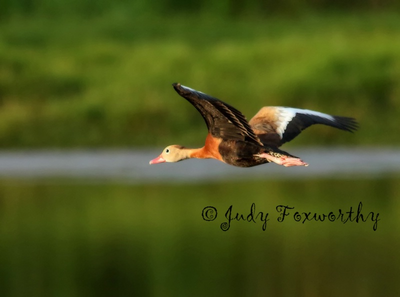 Black-bellied Whistling Duck In Flight