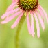 © Ann Lyssenko PhotoID # 14560837: Out of the Grasses