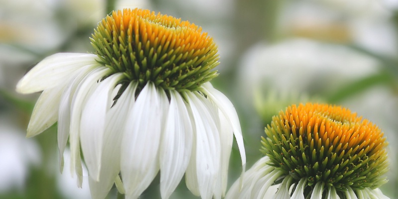 coneflower detail