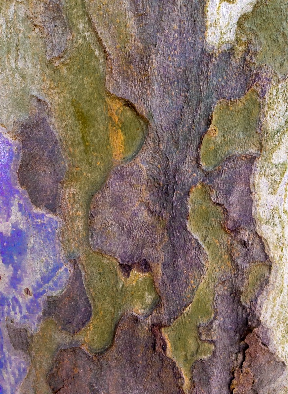 Patterns & Colors in a tree bark