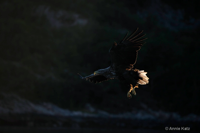 sea eagle lines - ID: 14561661 © Annie Katz