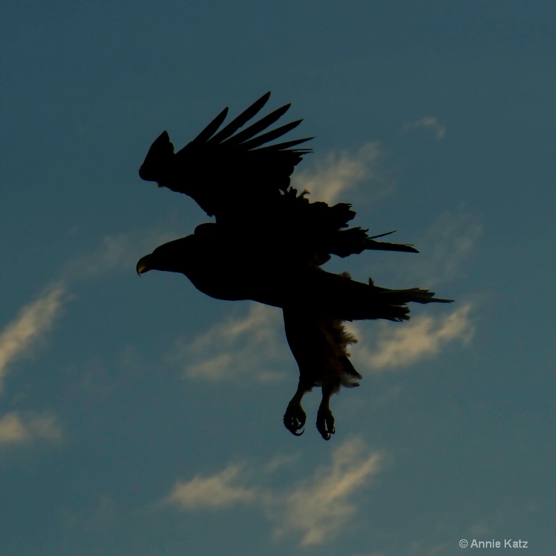 sea eagle silhouette - ID: 14561663 © Annie Katz