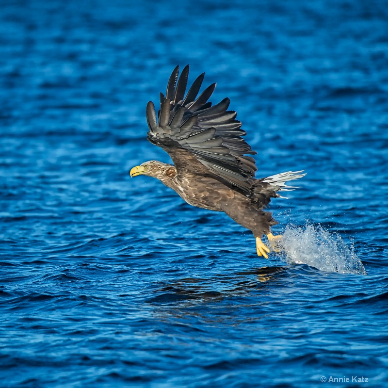 sea eagle take off - ID: 14561664 © Annie Katz
