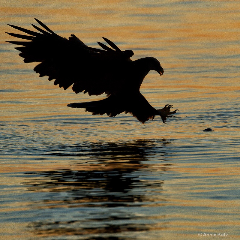 silhouette of a sea eagle - ID: 14561672 © Annie Katz