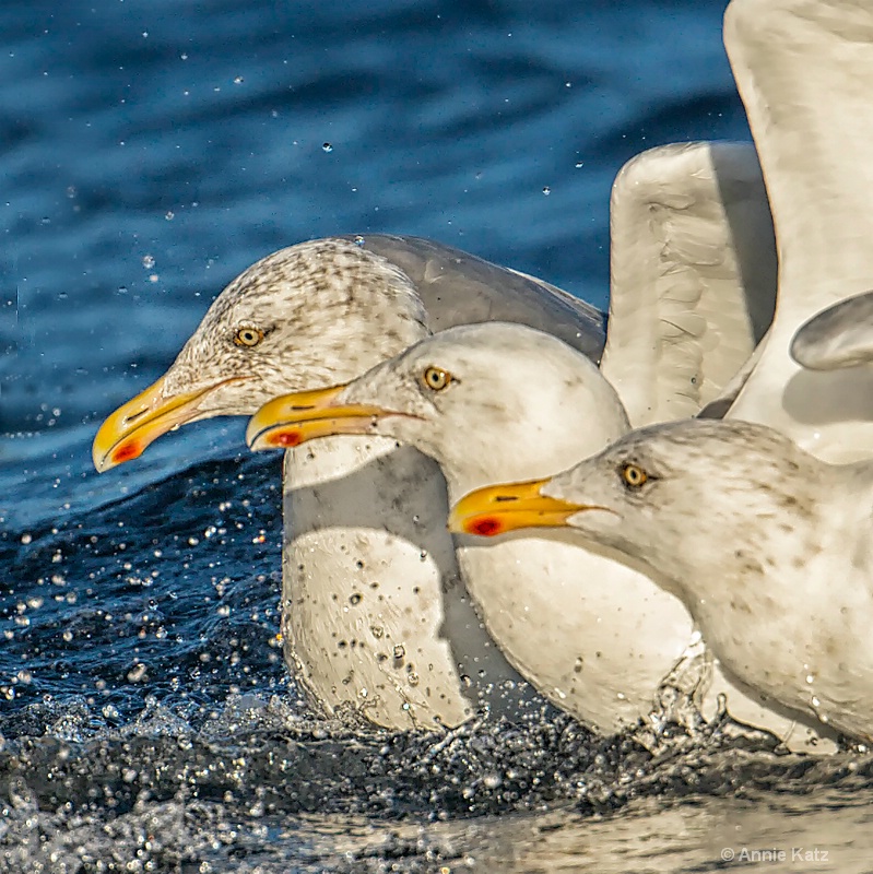 three gulls - ID: 14561697 © Annie Katz