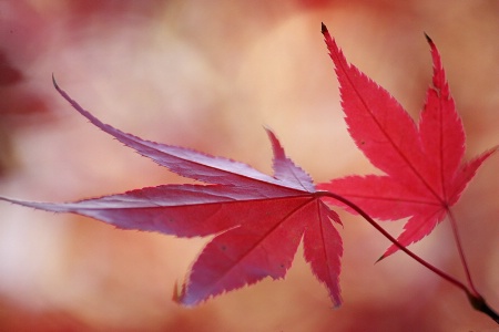 Maple leaves: Red