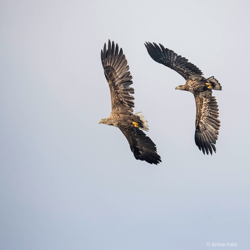 two eagles - ID: 14561701 © Annie Katz