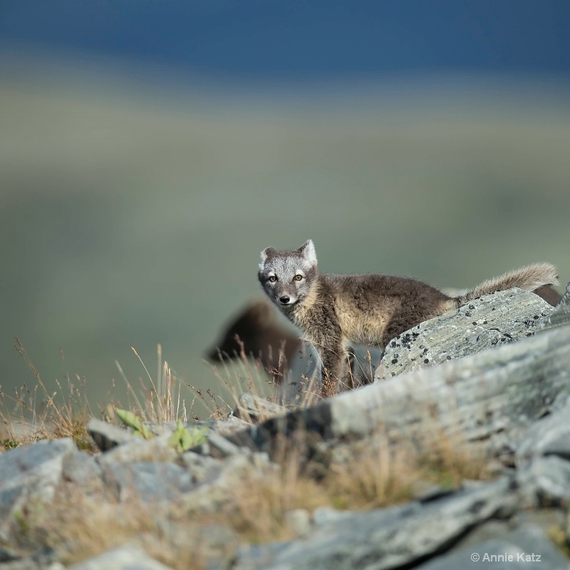 two foxes - ID: 14561702 © Annie Katz