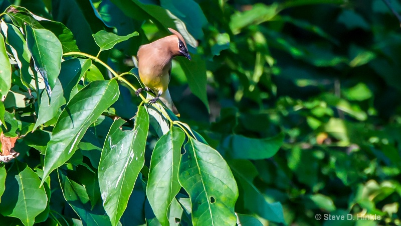 Cedar Waxwing