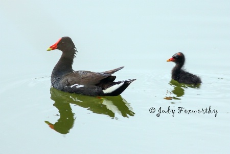 Common Moorhen With Baby