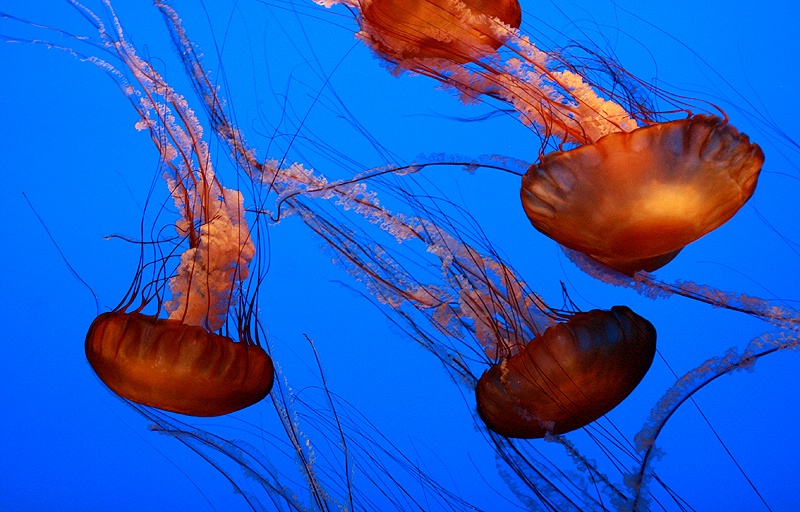 Jellyfish Family