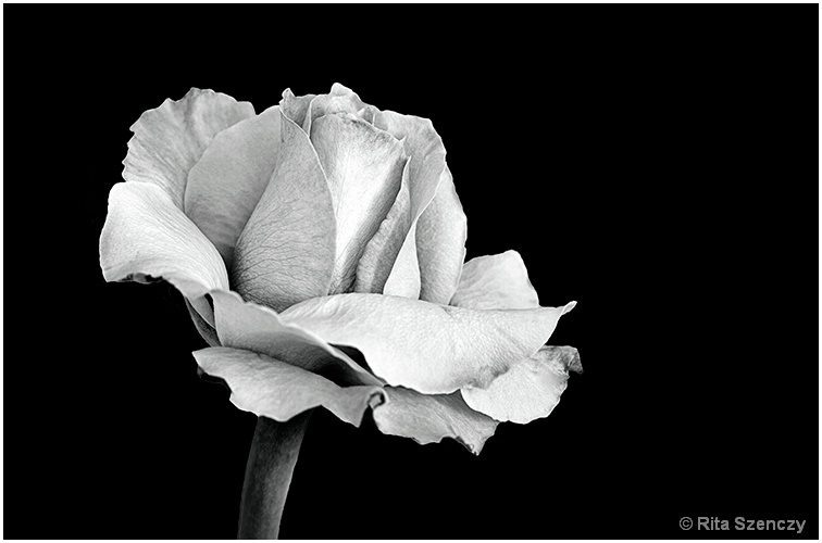 My B&W rose