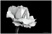 My B&W rose