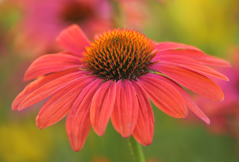 Colorful Coneflower
