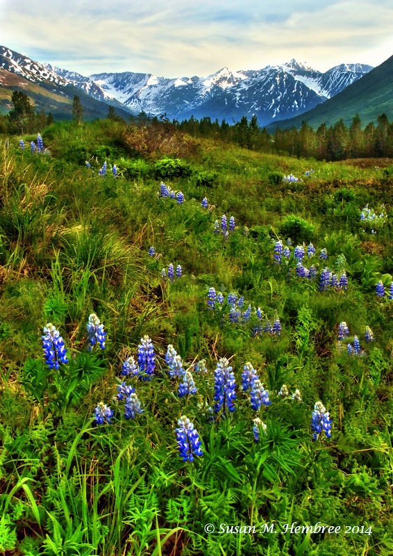 Alaskan Lupine Field