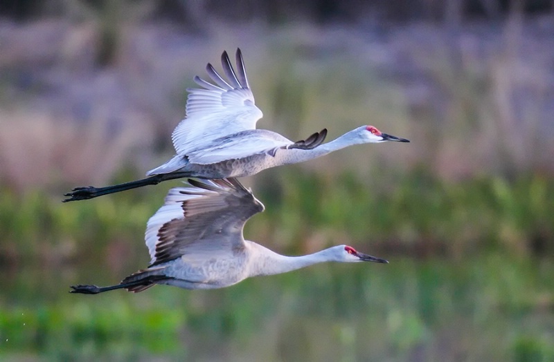 Sandhill Cranes Over/Under