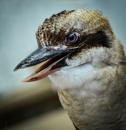 Laughing Kookaburra