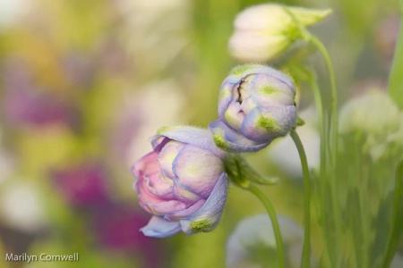 A Delphinium Day