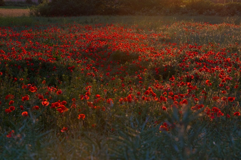 Summer Poppies