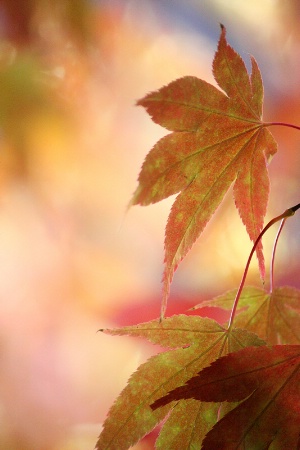 Maple leaves: Earth tones