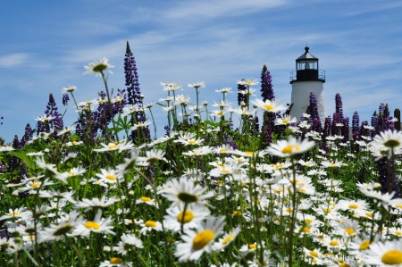 Lighthouse and Daisies