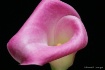 Pink Calla