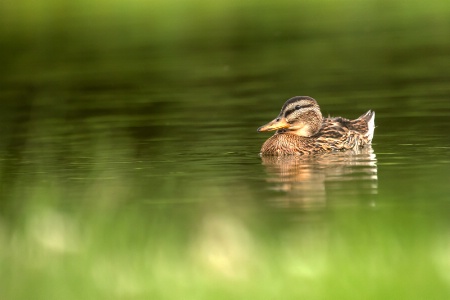 Sweet Little Duck