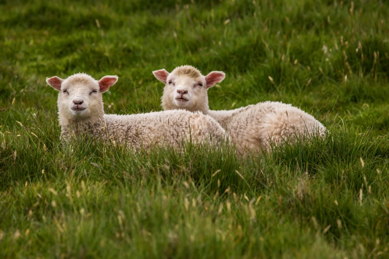 Hello Little Lambs